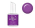 IBD Molly #56534