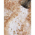 OPI Nail Lacquer - This Changes Everything 0.5 oz - #NLC75